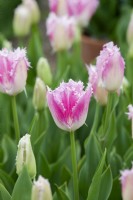 Tulipa 'Huis Ten Bosch' - Tulipe frangée 