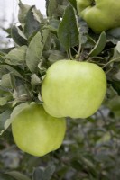 Pomme - Malus domestica 'Lord Derby' 