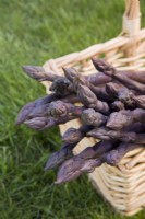 Asparagus officinalis 'Stewarts Purple' 