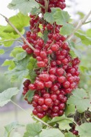 Groseille - Ribes rubrum 'Junifer' 
