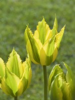 Tulipa - 'La Ligne Verte' 