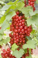 Groseille - Ribes rubrum 'Lac Rouge' 