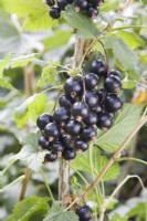 Cassis - Ribes nigrum 'Ben Avon' 