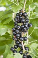 Cassis - Ribes nigrum 'Ben Hope' 