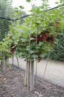 Groseille Standard - Ribes rubrum 'Jonkheer van Tets' 