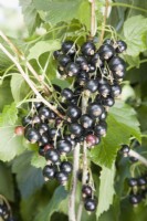 Cassis - Ribes nigrum 'Ben Tirran' 
