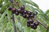 Cerise douce - Prunus avium 'Hertford' 