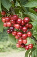 Cerise douce - Prunus avium 'Sylvia' 