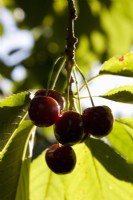 Cerise douce - Prunus avium 