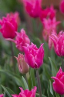 Tulipa 'Pretty Love' - Tulipe à Fleurs de Lys 