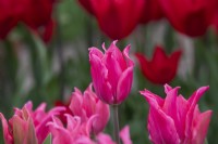 Tulipa 'Pretty Love' - Tulipe à Fleurs de Lys 