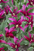 Tulipa 'Poupée Violette' - Tulipe Viridiflora 