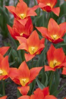 Tulipa 'Synaeda Orange' - Tulipe à fleurs de lys 