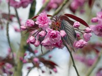 Prunus 'Royal Burgundy', Avril Printemps 