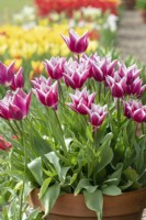 Tulipa 'Ballade' - Tulipes fleuries de lys dans un pot de fleurs 