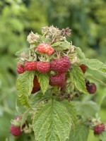 Rubus idaeus Abondance Spineless Red, été juillet 