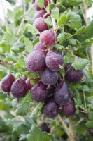 Groseille à maquereau - Ribes uva-crispa 'Tixia' 