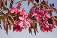 Fleur de pommier - Malus 'American Beauty' 