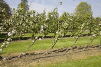 Pommes à cordon oblique sur porte-greffe M9 - arbres vierges 