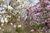 Magnolia 'Denudata' et Magnolia x soulangeana 'Rustica Rubra' 