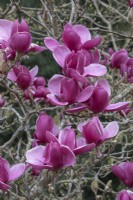 Magnolia 'Rouge comme Rouge' 