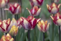 Tulipa 'Color Fusion' - Tulipe frangée 
