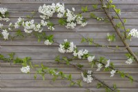 Prunus cerasus 'Albaloo' - Fleur de cerisier aigre 