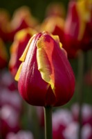Tulipa 'Danemark' 