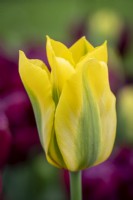 Tulipa 'Jaune Springgreen' 