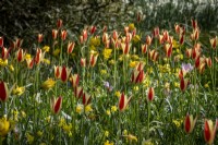 Tulipa clusiana plantée dans des dérives dans une clairière de jardin ombragée 