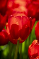 Tulipa 'Sauvetage' 