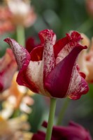 Tulipa 'Couronne rayée' 