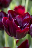 Tulipa 'Chocolat Chaud' 