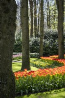 Dérives de tulipes mélangées sous les arbres au printemps dans les jardins de Keukenhof, aux Pays-Bas. 