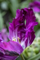 Tulipe 'Perroquet Negrita' 