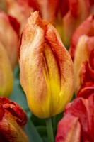 Tulipe 'Melbourne' 