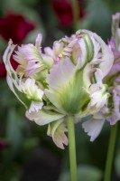 Tulipa 'Vague Verte' 