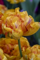 Tulipa 'Reine dansante' 