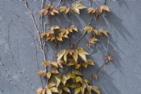 Parthenocissus tricuspidata 'Veitch Boskoop' - feuillage de vigne vierge au printemps 