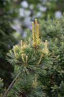 Pinus parviflora 'Tenysu-kazu' - Pin blanc du Japon 'Dr Landis' 
