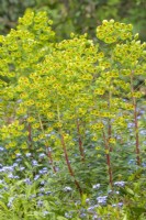 Euphorbia x martini fleurit au printemps - avril 