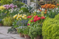Tulipes et jonquilles mixtes fleurissent dans une exposition informelle de pots en terre cuite au printemps - avril 