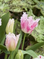 Volants Tulipa Drakensteyn 