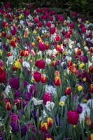 Dérives de tulipes et de jacinthes mélangées dans les parterres de fleurs de printemps 