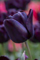 Tulipe 'Nightwish' 
