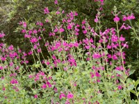 Salvia microphylla Pink Blush, automne septembre 