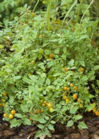 Solanum lycopersicum Golden Currant, automne septembre 