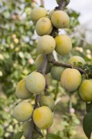 Gage - Prunus domestica 'Imperial Gage' syn. Denniston Superbe 