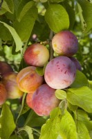 Prune - Prunus domestica 'Avalon' 