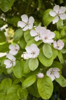 Fleur de coing - Cydonia oblonga 'Meeches Prolific' 